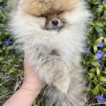 Pandora-female-pomeranian-puppy-for-sale-1 (4)