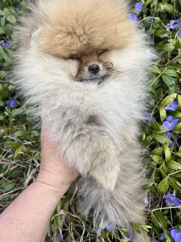 Pandora Pomeranian Pandora Pomeranian
