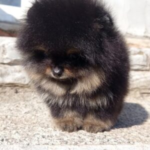Paris Pomeranian Paris Pomeranian