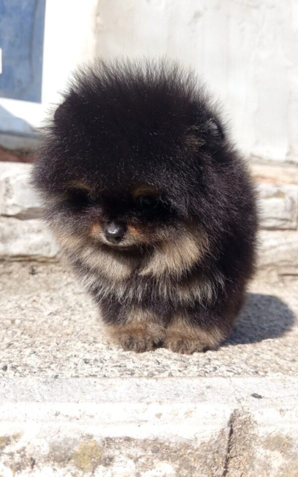 Paris Pomeranian Paris Pomeranian