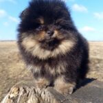 Paris-male-pomeranian-puppy-for-sale-1 (2)