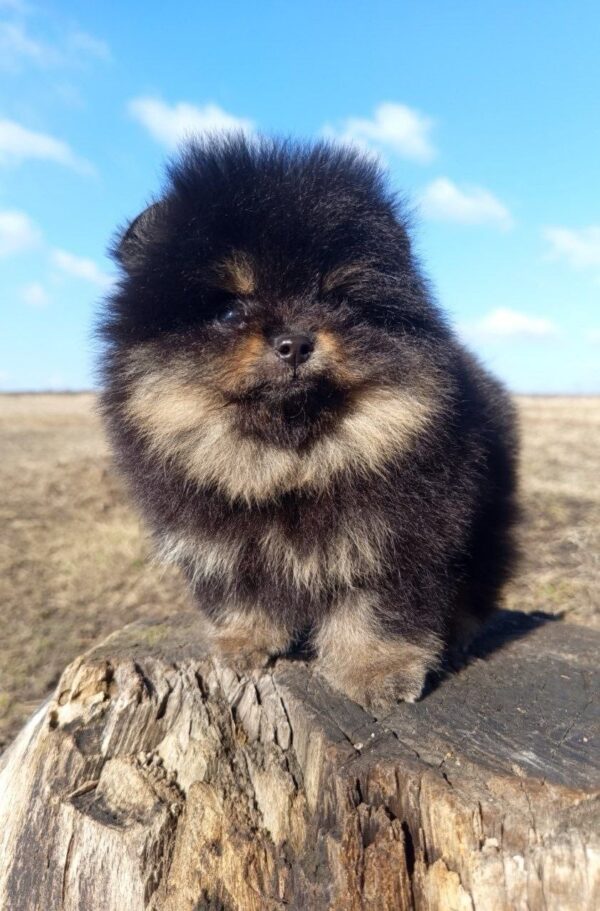 Paris Pomeranian Paris Pomeranian