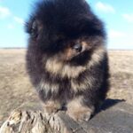 Paris-male-pomeranian-puppy-for-sale-1 (3)