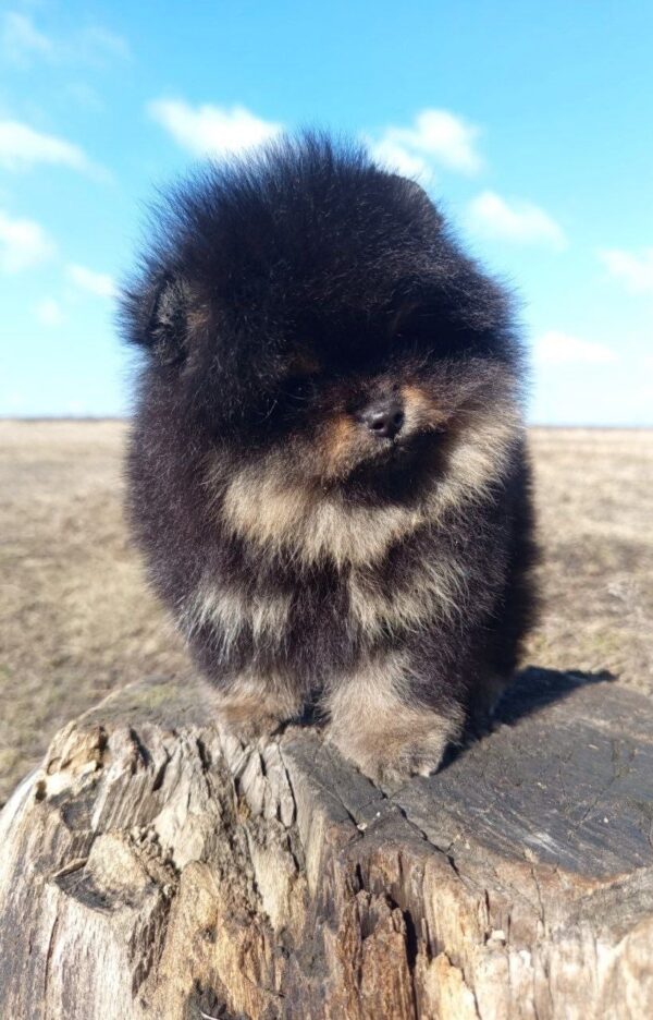 Paris Pomeranian Paris Pomeranian