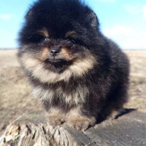 Paris Pomeranian Paris Pomeranian