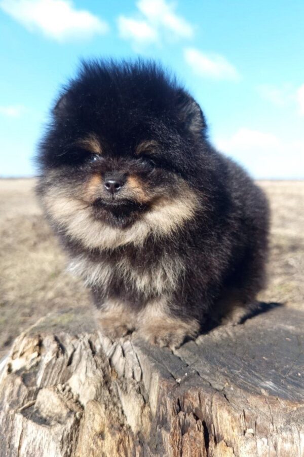 Paris Pomeranian Paris Pomeranian