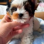 Pearl-female-Biewer-puppy-for-sale-1