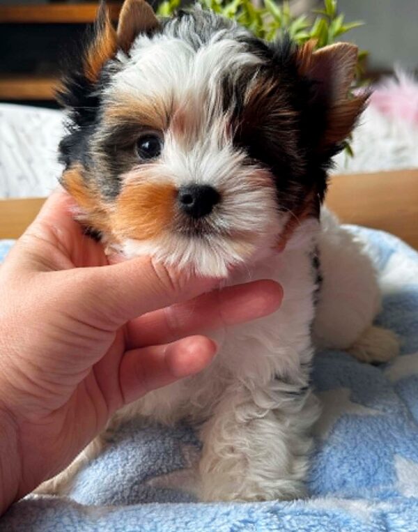 Pearl Biewer Yorkshire Terrier Pearl Biewer Yorkshire Terrier