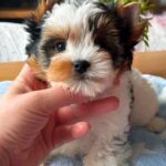 Pearl-female-Biewer-puppy-for-sale-2
