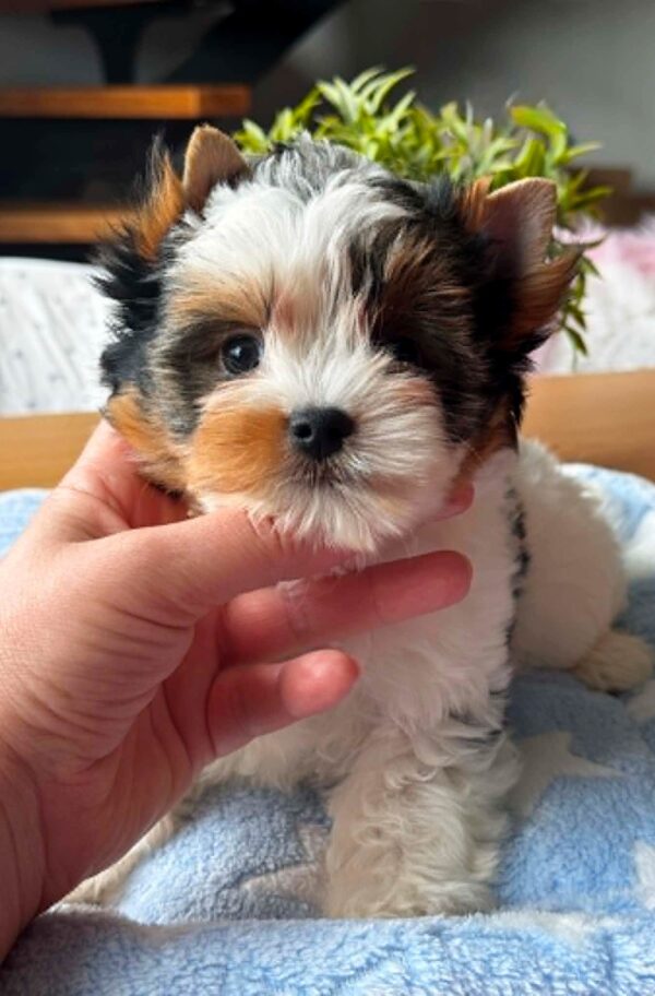 Pearl Biewer Yorkshire Terrier Pearl Biewer Yorkshire Terrier