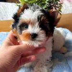 Pearl-female-Biewer-puppy-for-sale-3