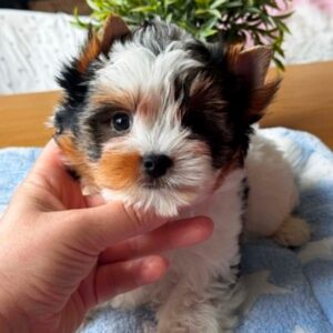 Pearl Biewer Yorkshire Terrier Pearl Biewer Yorkshire Terrier