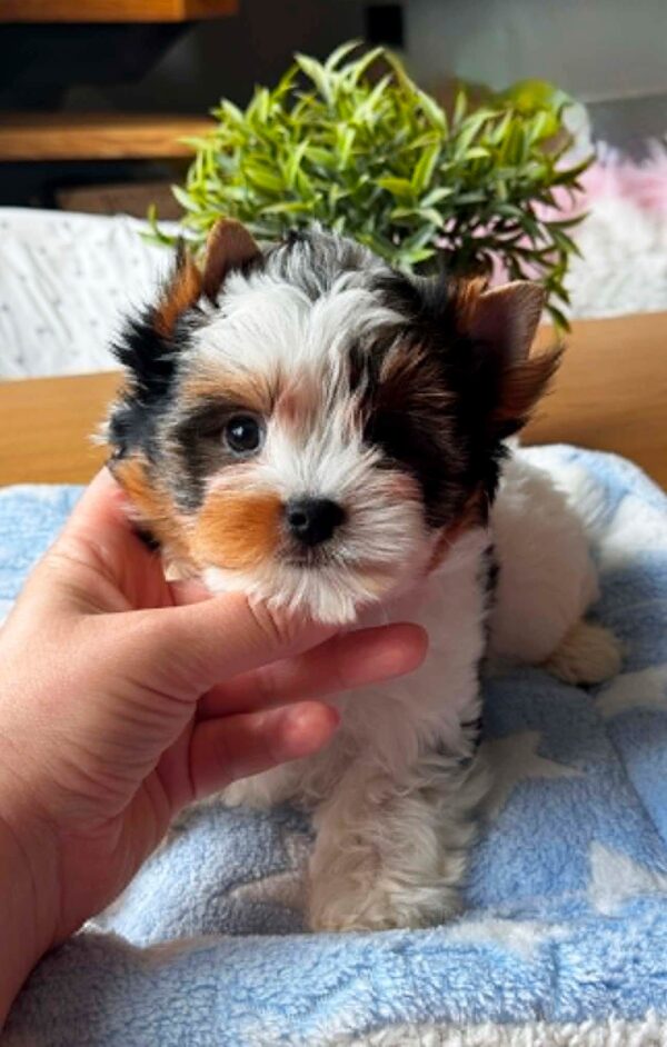 Pearl Biewer Yorkshire Terrier Pearl Biewer Yorkshire Terrier
