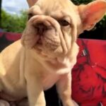 Phoenix-male-French-Bulldog-puppy-for-sale-1