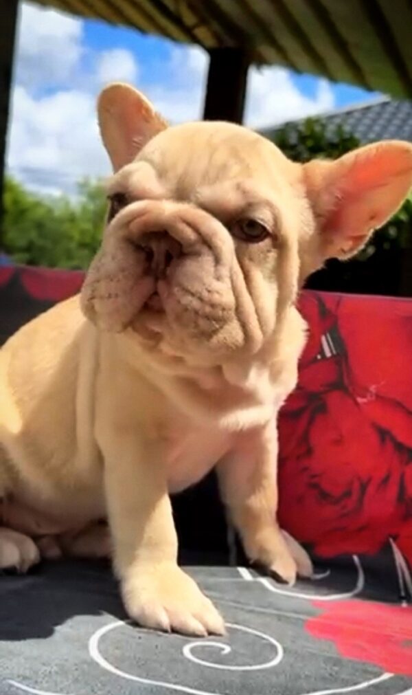 Phoenix Big Rope French Bulldog Phoenix Big Rope French Bulldog