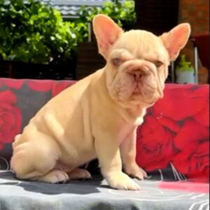 Phoenix Big Rope French Bulldog Phoenix Big Rope French Bulldog