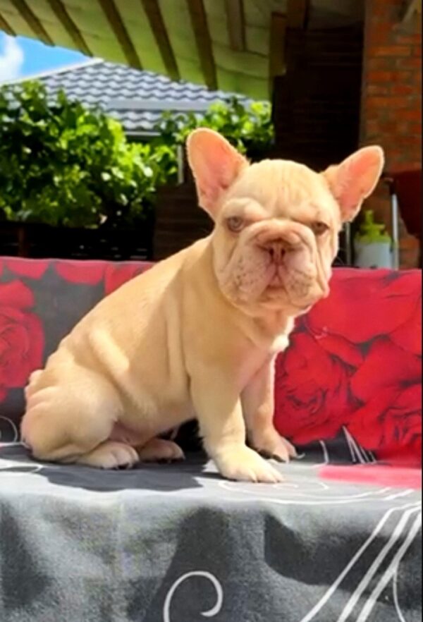 Phoenix Big Rope French Bulldog Phoenix Big Rope French Bulldog