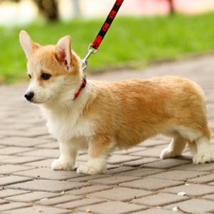 Pixa Welsh Corgi Pixa Welsh Corgi