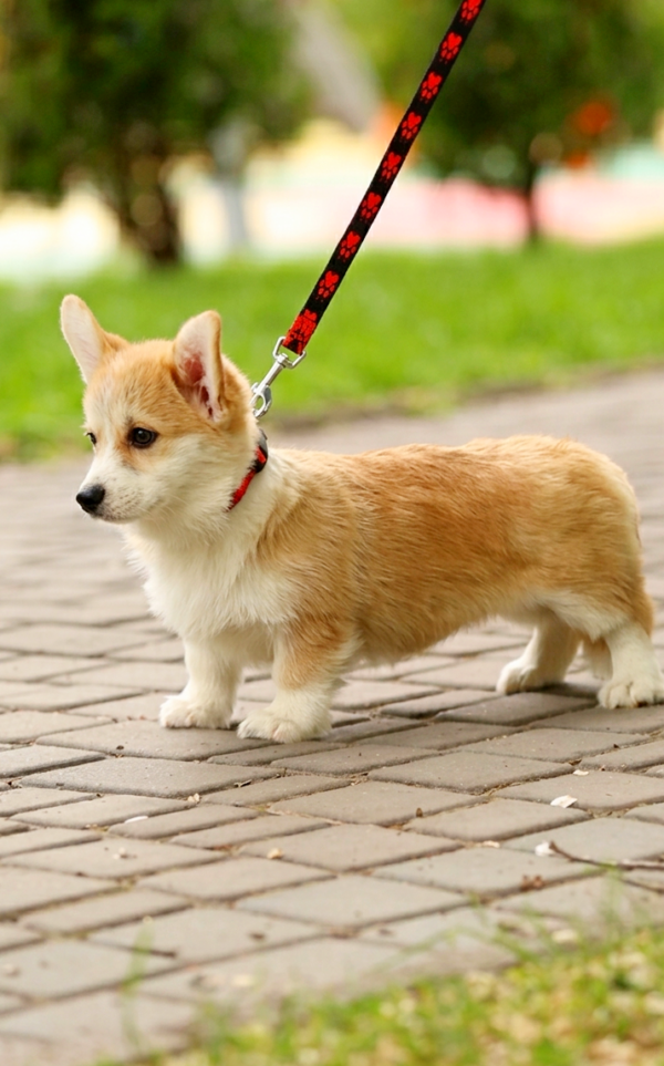 Pixa Welsh Corgi Pixa Welsh Corgi