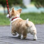 Pixa-female-Welsh-Corgi-puppy-for-sale-2