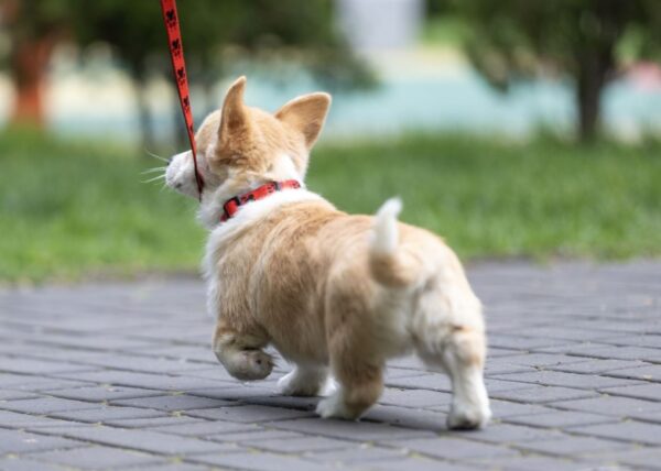Pixa Welsh Corgi Pixa Welsh Corgi