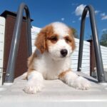 Prince-male-Aussiedoodle-puppy-for-sale-1