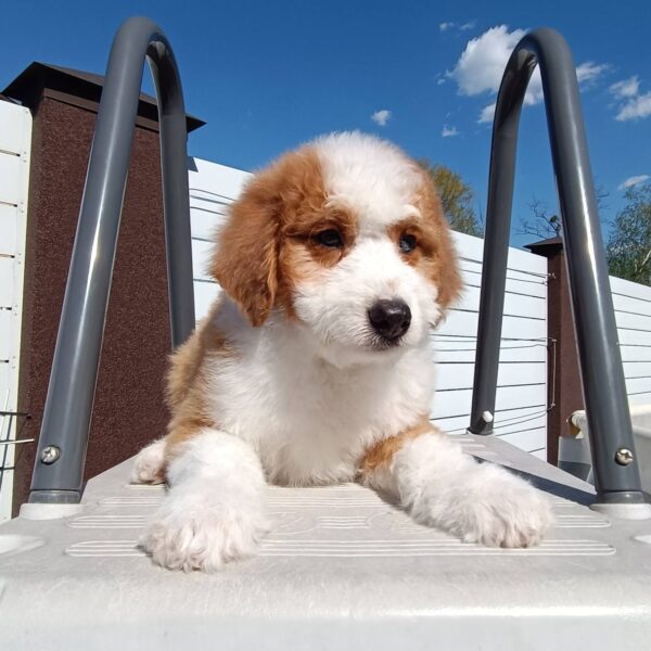 Prince Aussiedoodle Prince Aussiedoodle
