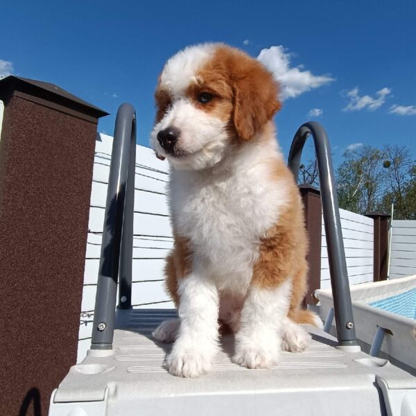 Prince Aussiedoodle Prince Aussiedoodle