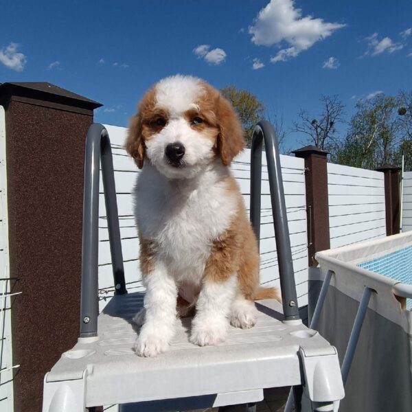 Prince Aussiedoodle Prince Aussiedoodle