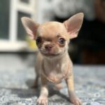 Priora-female-Chihuahua-puppy-for sale-1