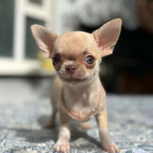 Priora Chihuahua Priora Chihuahua