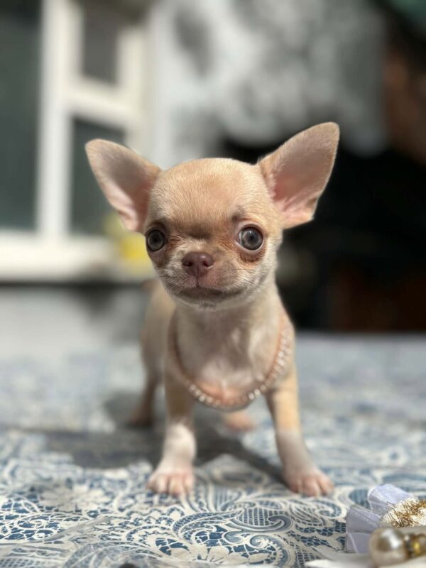 Priora Chihuahua Priora Chihuahua