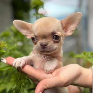 Priora Chihuahua Priora Chihuahua