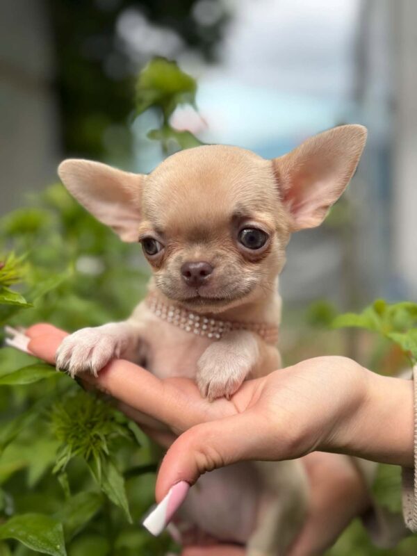 Priora Chihuahua Priora Chihuahua