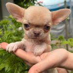 Priora-female-Chihuahua-puppy-for sale-3