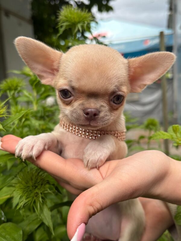 Priora Chihuahua Priora Chihuahua