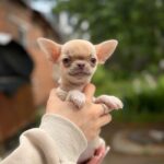 Priora-female-Chihuahua-puppy-for sale-4