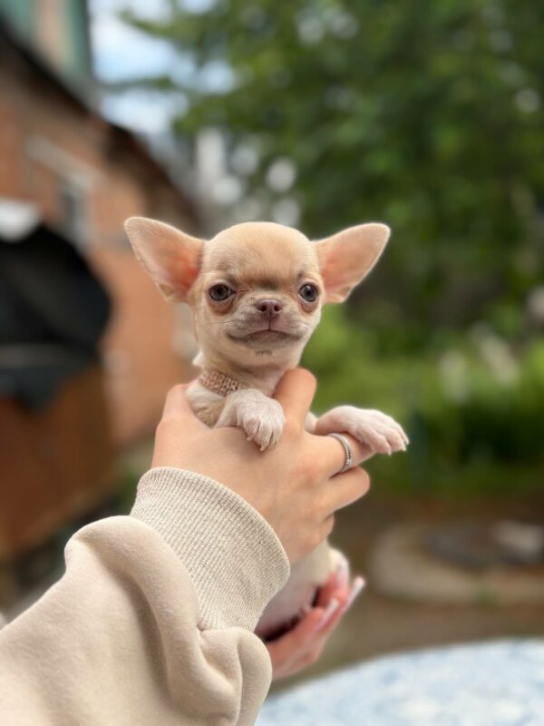 Priora Chihuahua Priora Chihuahua