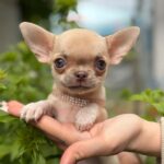 Priora-female-Chihuahua-puppy-for sale-5