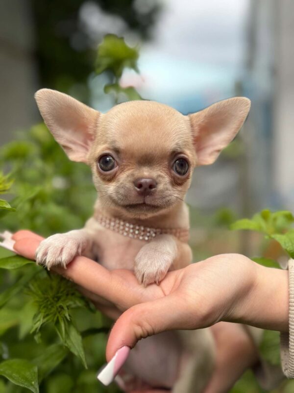 Priora Chihuahua Priora Chihuahua