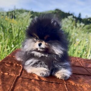 Pusi Pomeranian Pusi Pomeranian