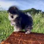 Pusi-female-pomeranian-puppy-for-sale-1 (2)