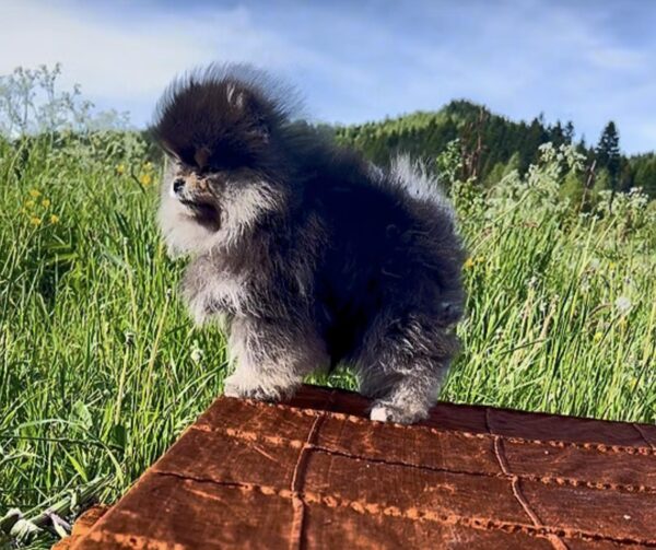 Pusi Pomeranian Pusi Pomeranian