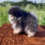 Pusi-female-pomeranian-puppy-for-sale-1 (3)