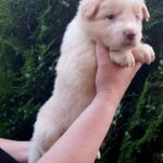 Ranger-male-Border-Collie-puppy-for-sale-1