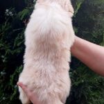 Ranger-male-Border-Collie-puppy-for-sale-2