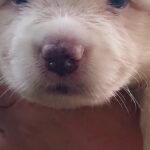 Ranger-male-Border-Collie-puppy-for-sale-3