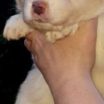 Ranger-male-Border-Collie-puppy-for-sale-4