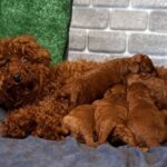 Red-Brown Litter-Toy-Poodle-puppy-for-sale-1