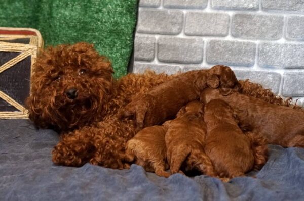 Red-Brown Litter Toy Poodle Red-Brown Litter Toy Poodle